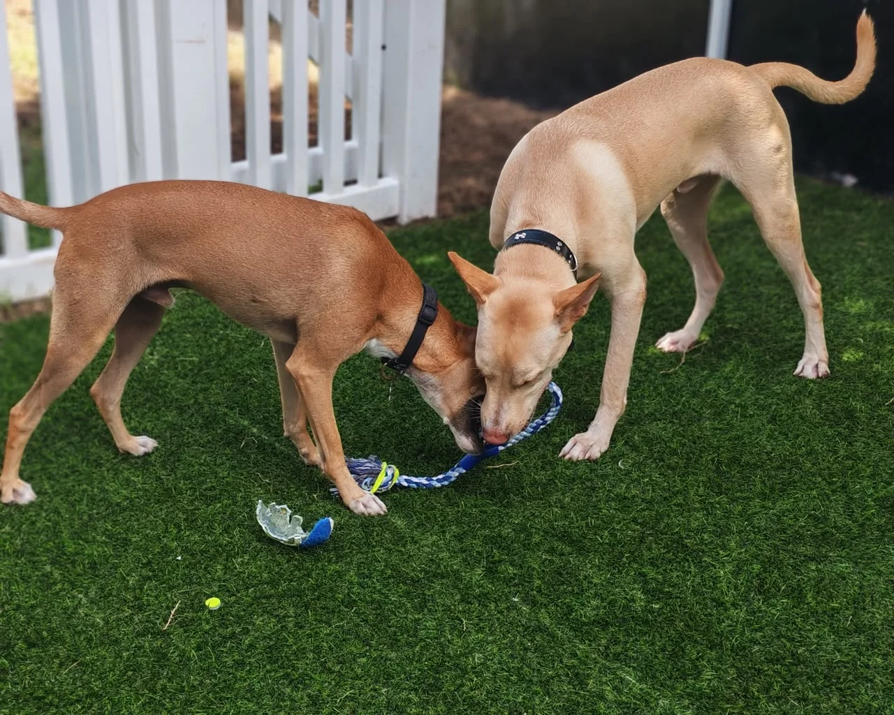 Dos perros jugando con una cuerda en el patio de Enzo’s Haus