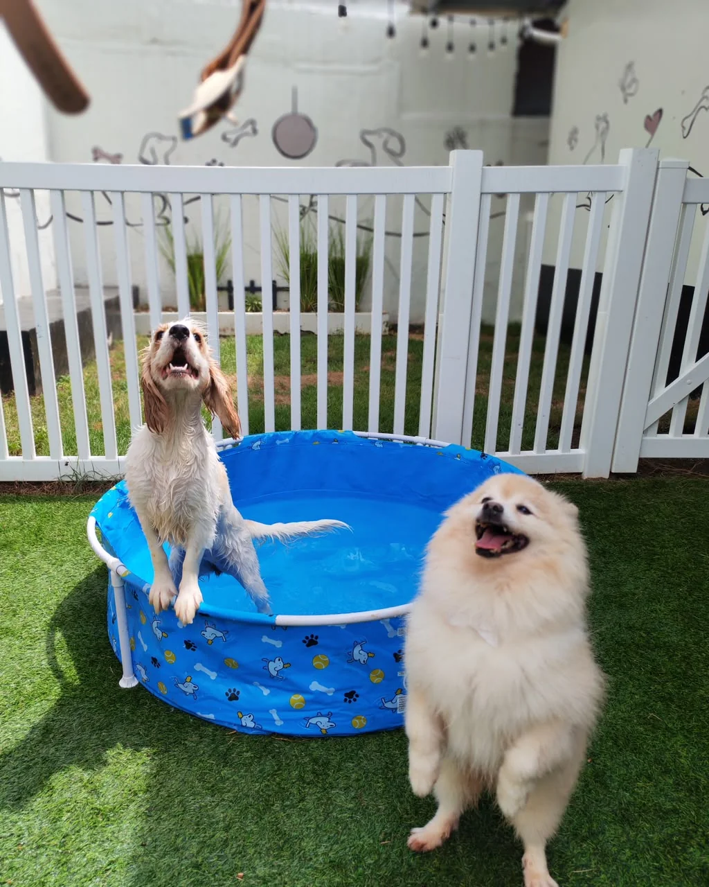 Perros disfrutando de la piscina en el patio