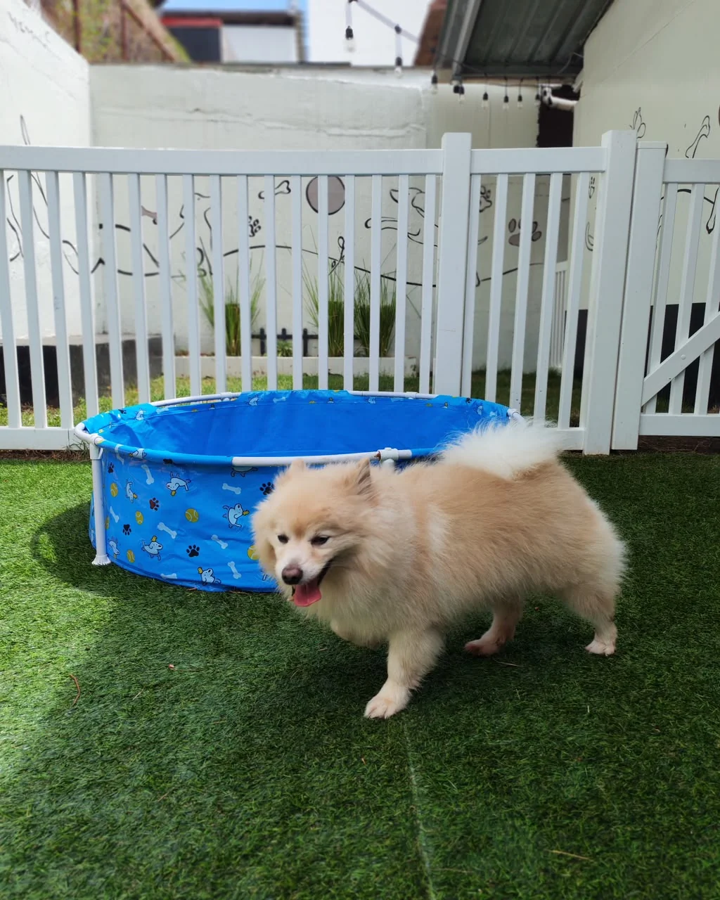 Pomerania disfrutando al aire libre
