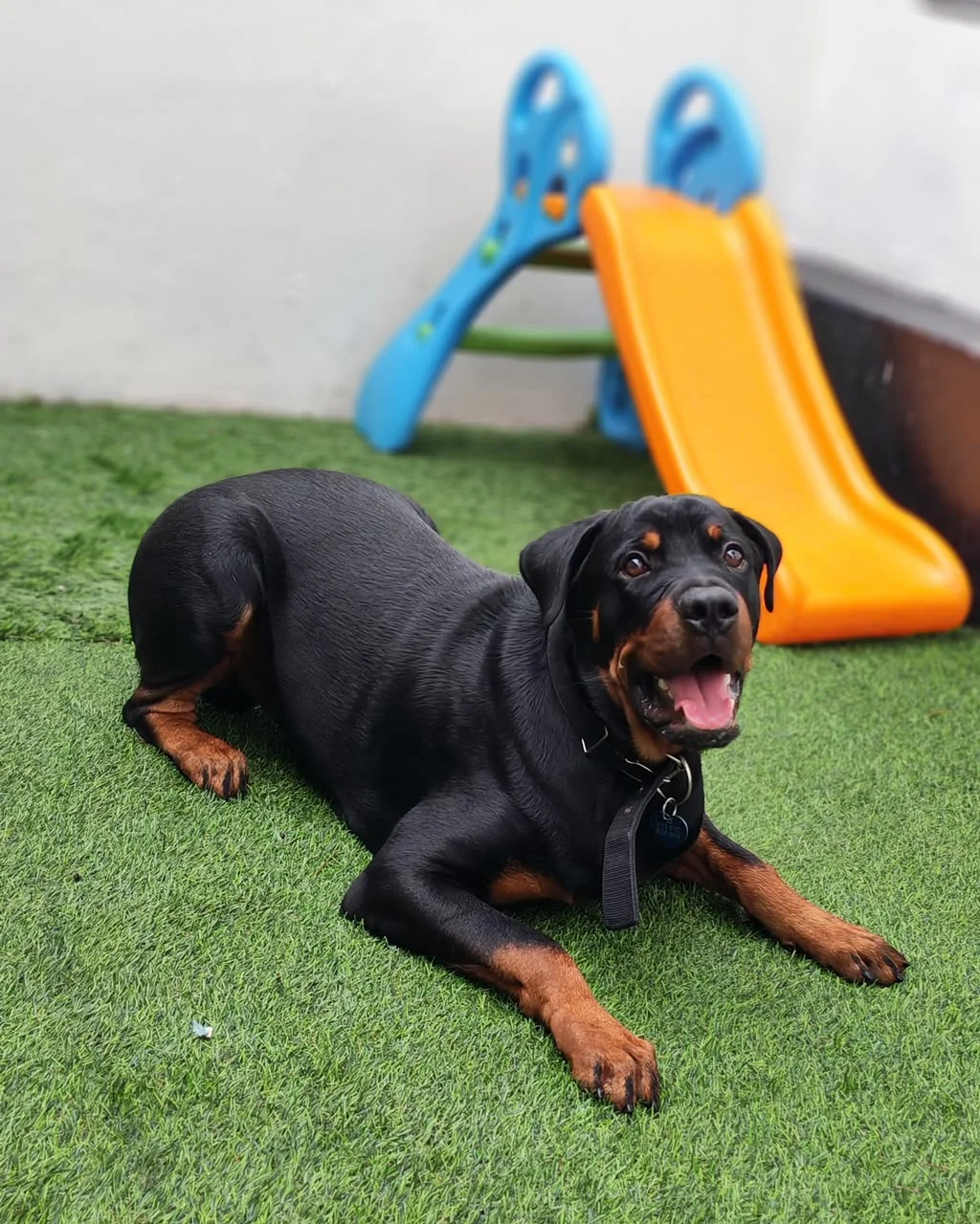 Rottweiler descansando en la grama