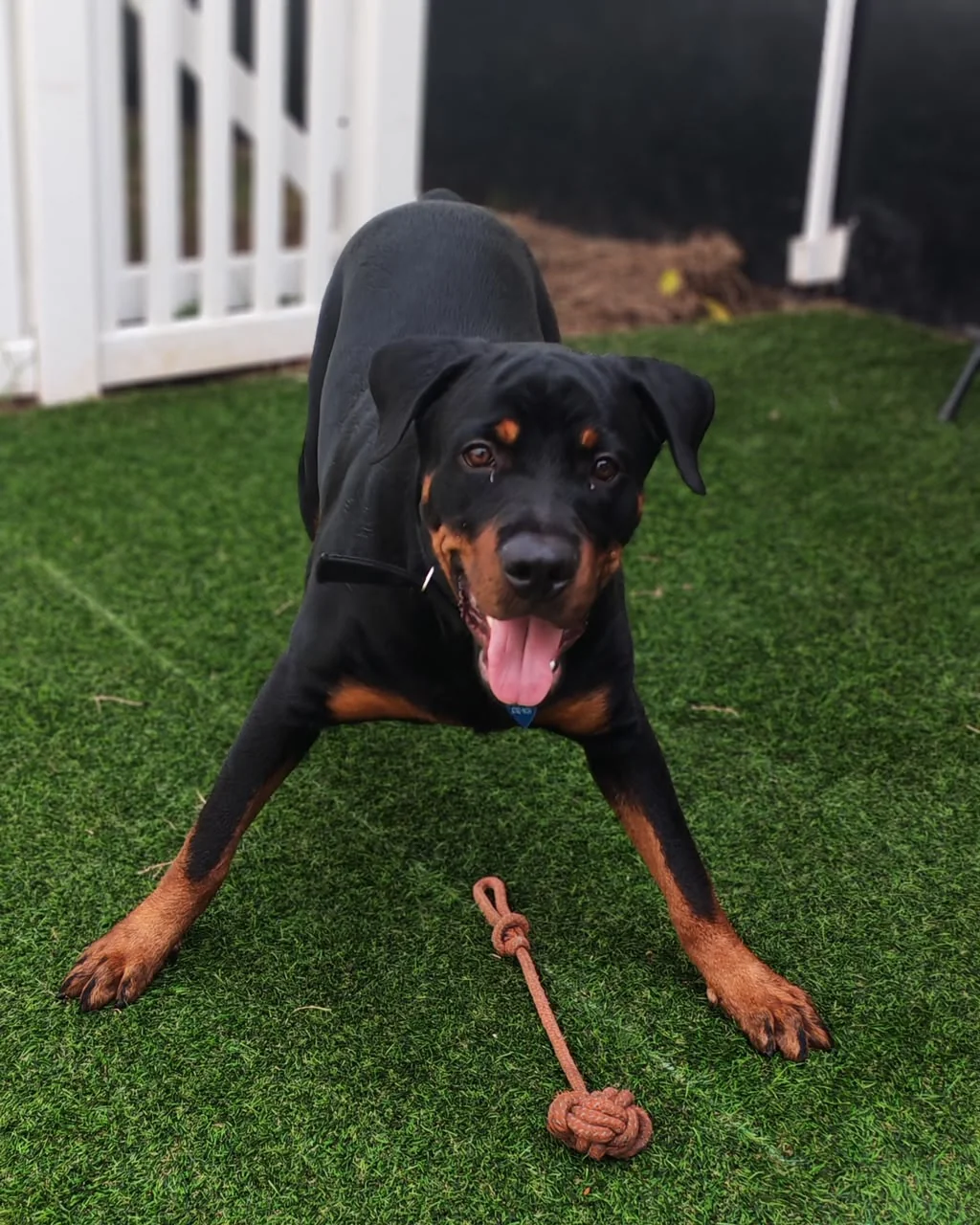 Un huésped canino sonriendo en el patio